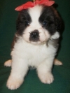 wonderful Saint Bernard Puppies.
